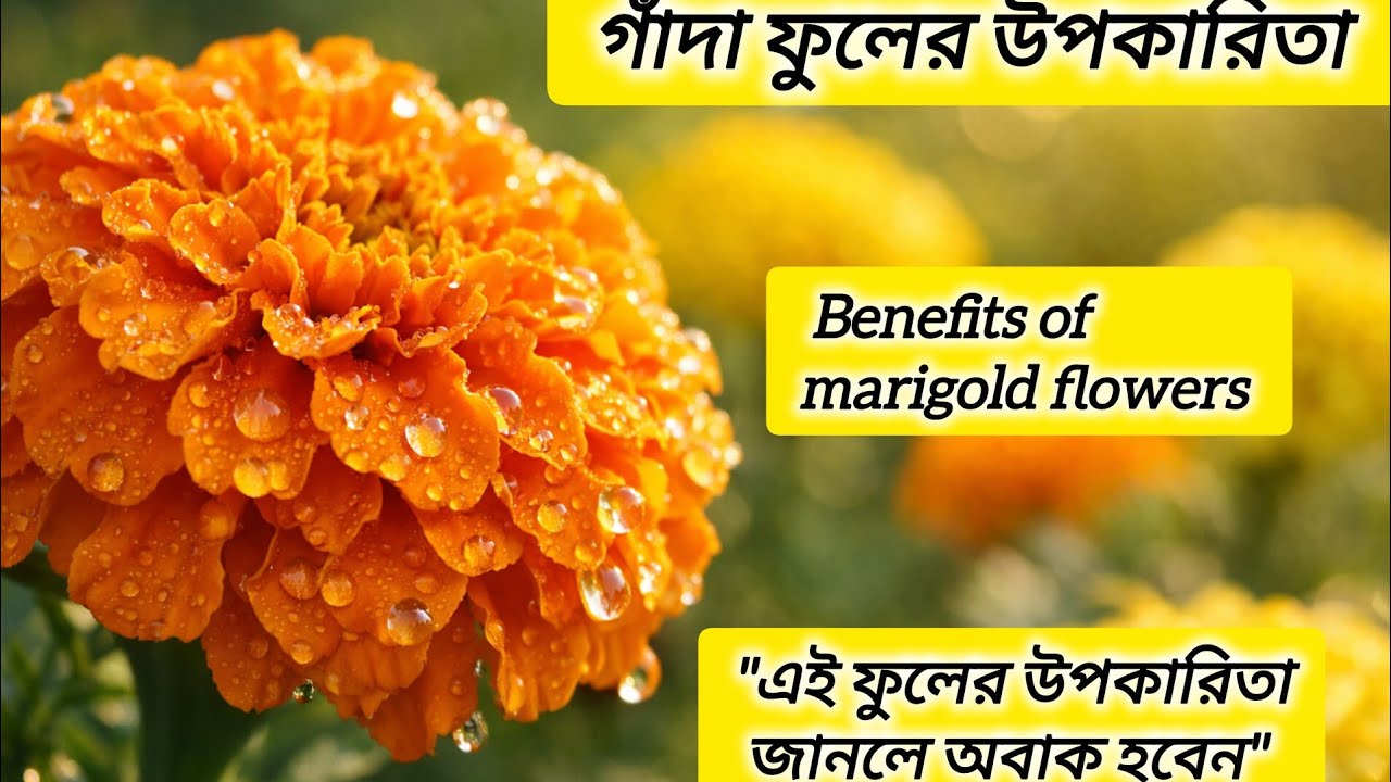 গাঁদা ফুলের গোপন উপকারিতা 🌼 |Marigold Benefits in Bengali #flowers #garden 