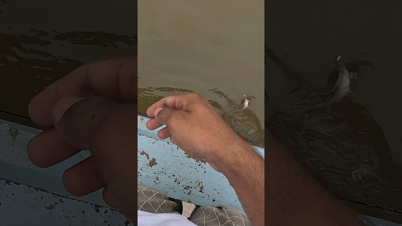 Best Rahu Fishing Video | Best Rahu Carp Angeling #taseerhuntingofficial #rahufishing #fishingvideo