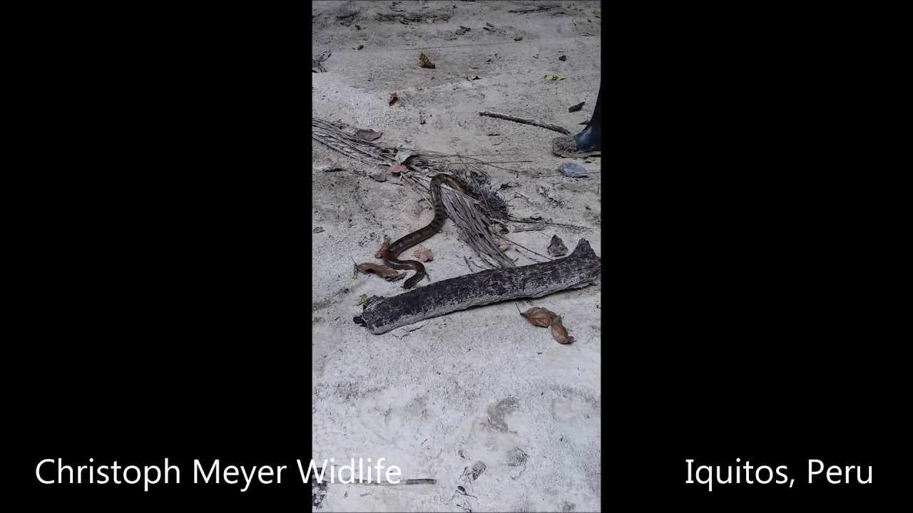 Anaconda (Eunectes murinus)