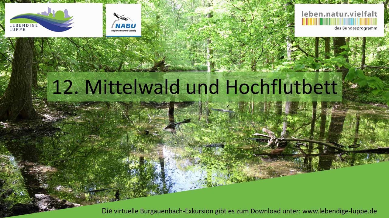 12 Mittelwald und Hochflutbett