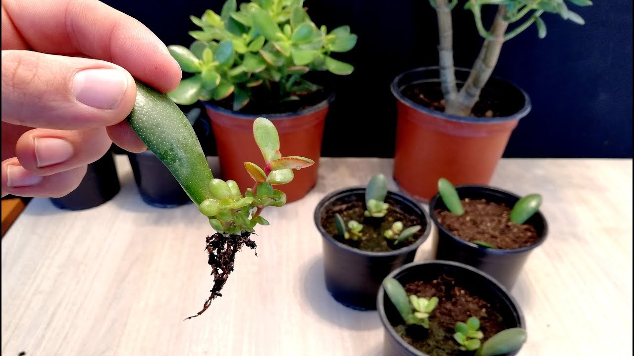 How to grow Jade plant from single Leaf very easy