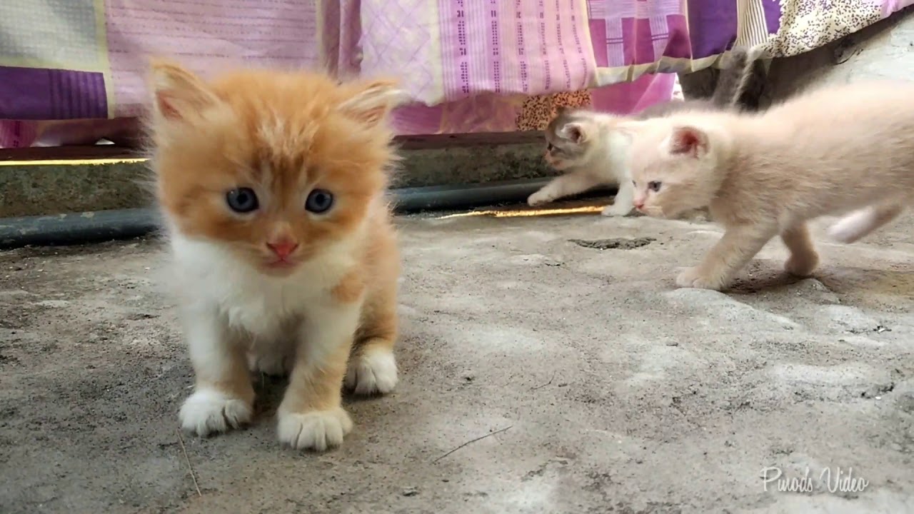 Kitten - Learn to walk