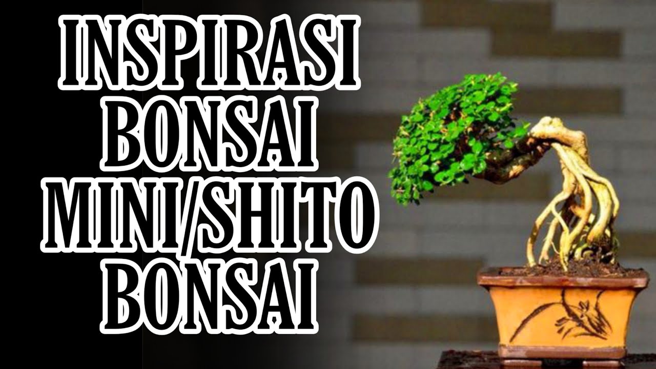 INSPIRASI BONSAI MINI / INSPIRASI BONSAI SHITO KESHITSUBO / BONSAI MAME / BONSAI SMALL JUARA /
