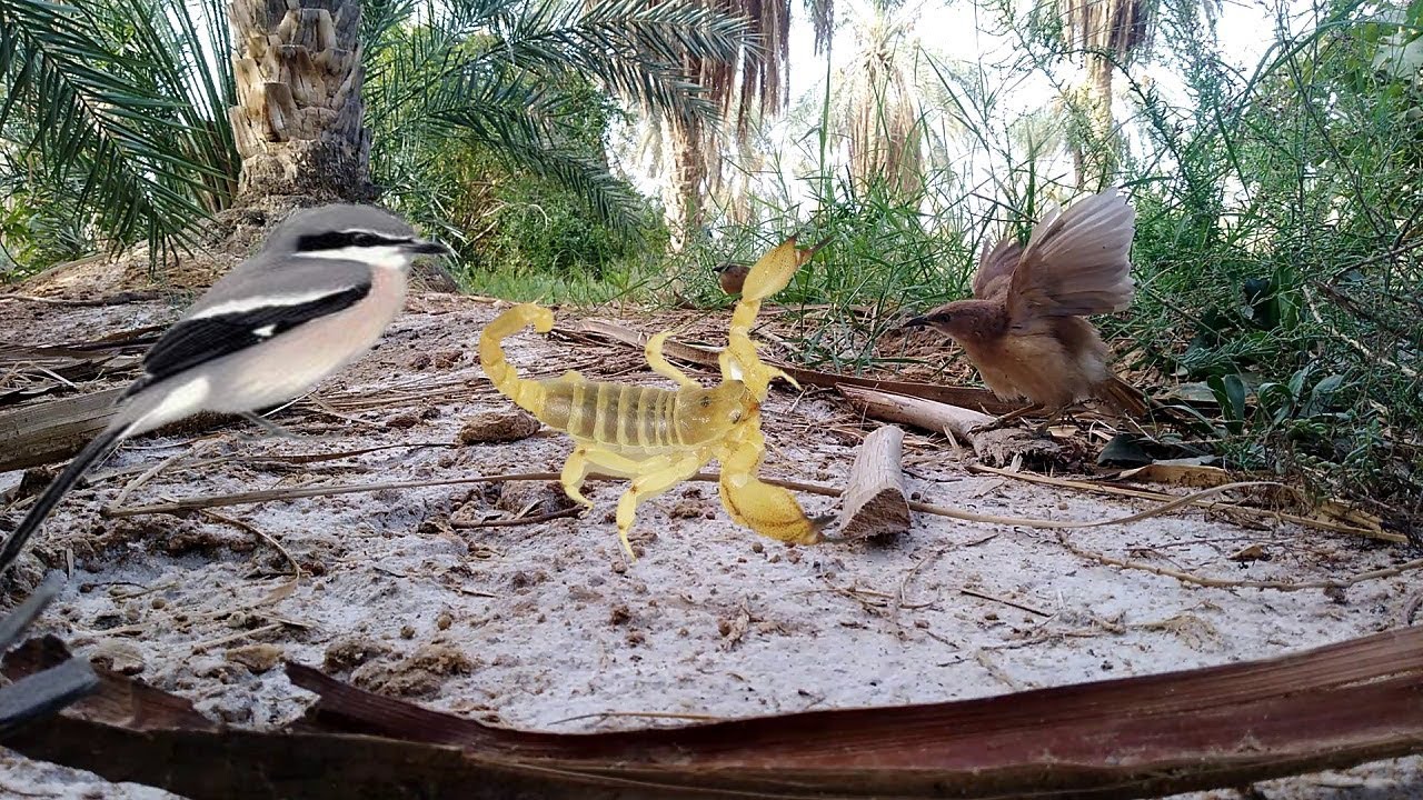 Посмотрите, что делают Laniidae, и птицы со Скорпионом