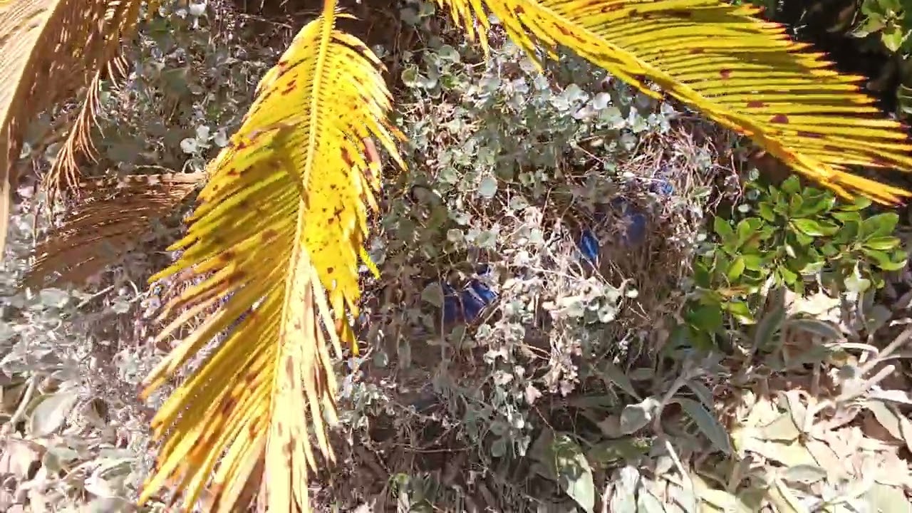 Flowers 🌹 plants leke aaye 