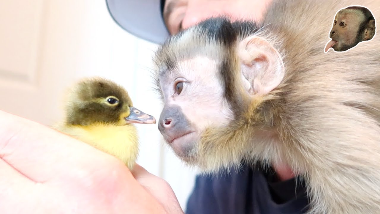 Capuchin Monkeys Meet Baby Ugly Duckling!
