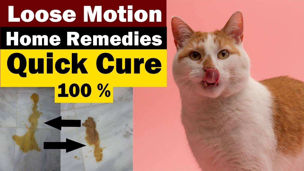 Cat Diarrhea Reasons & Treatment || Prevention & Precautions by Owner || Vet Furqan Younas