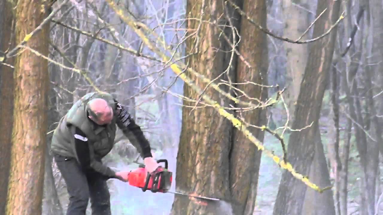 pierino e la robinia