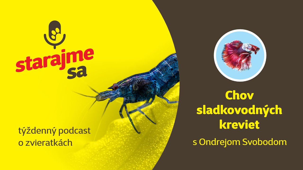 Starajme sa | Akvaristika: Chov sladkovodných kreviet