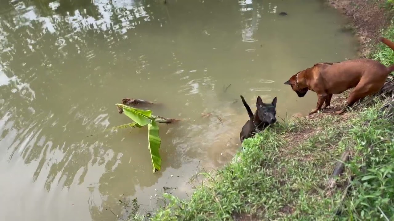 insearchoftheThaiRidgeback@OMKO-THAI-RIDGEBACK ; ROSIE'S READY ANY DAY NOW + THERE'LL BE A MIX COLOR