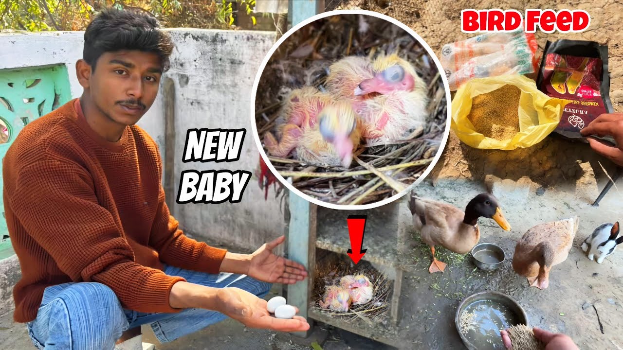 Kabutar ne Bache Nikal Liye 😍|| सभी पेट्स के लिए फीड बनाई