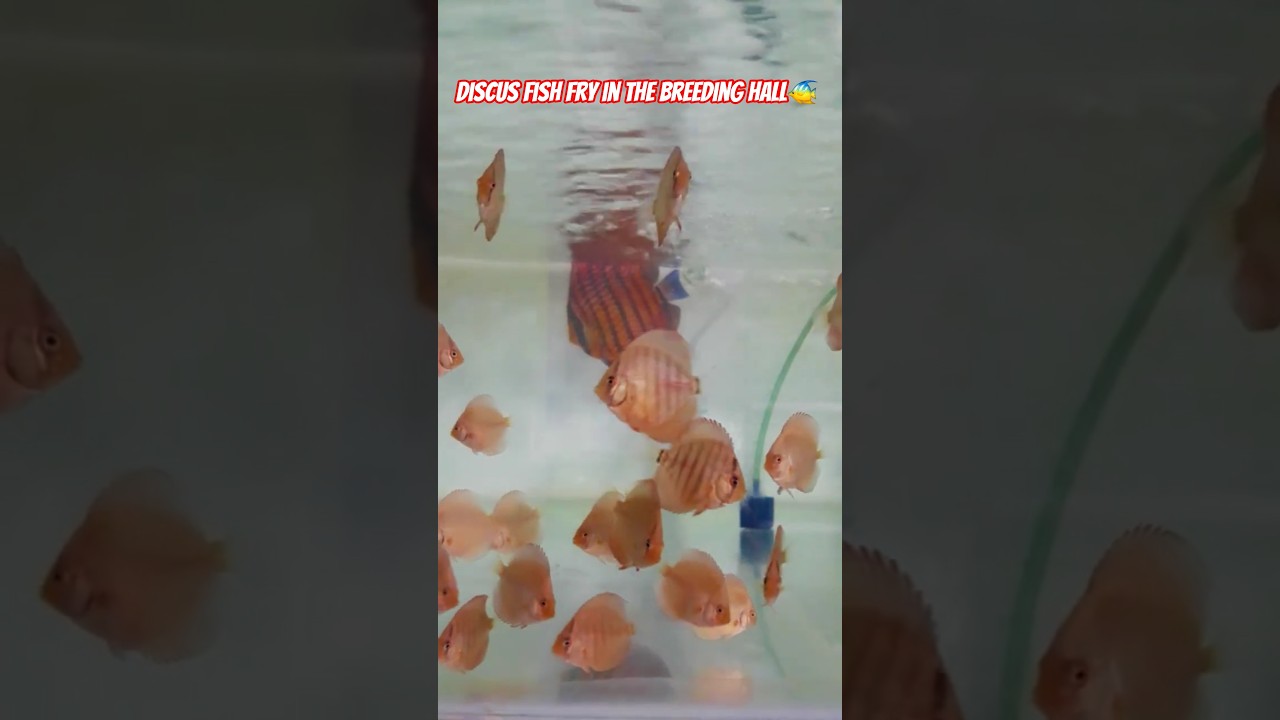 Discus fish fry in the breeding hall🐠 