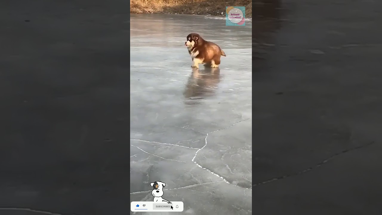 cute husky ramp walk video  that you all ever watched as like this video