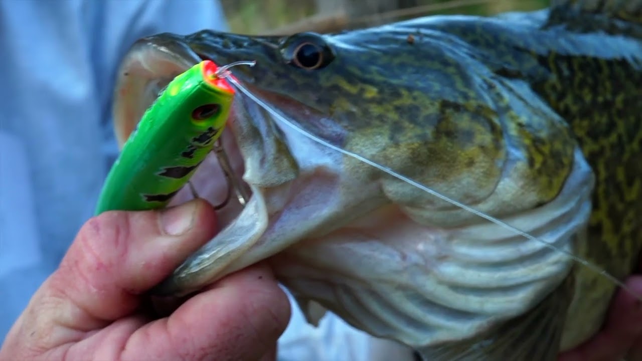Rapala Precision Pencil &ndash; Xtreme Action! 🔥