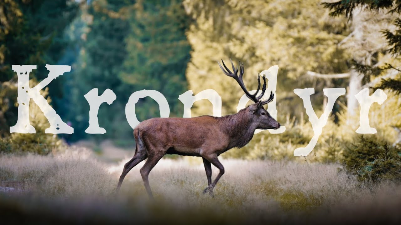 Krondyr i brunst // En tidlig morgen på jagt efter efterårets store naturoplevelse