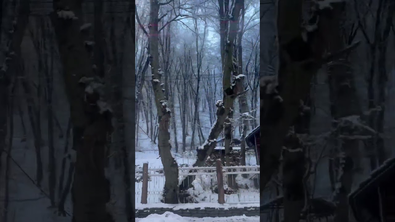 Driving Through Snow-Covered Guba Forest ❄️🌲 | Azerbaijan Winter 
