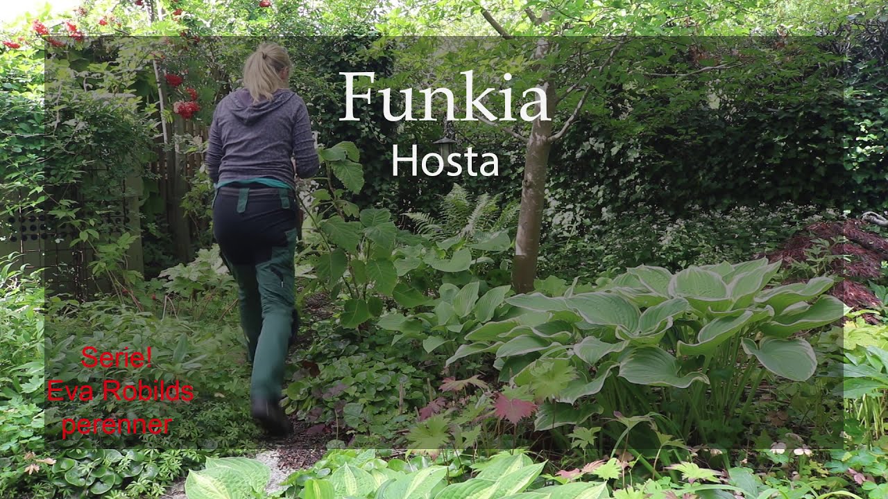 Perenner Avsnitt 11 Funkia