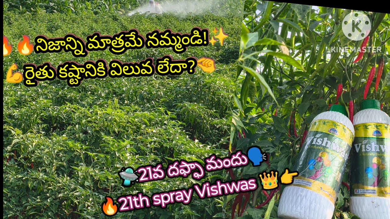 🔥🌶️మిరపలో పూత,పిందే,కాయసైజు ✨ఇదినిజం ప్రతిఒక్కరికి ఉపయోగపడేసమాచారం!rythuvyavasayam bestchili farming