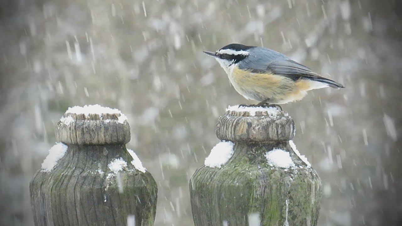 Bird Feeder Relaxing Nature with Birds Winter Birds 
