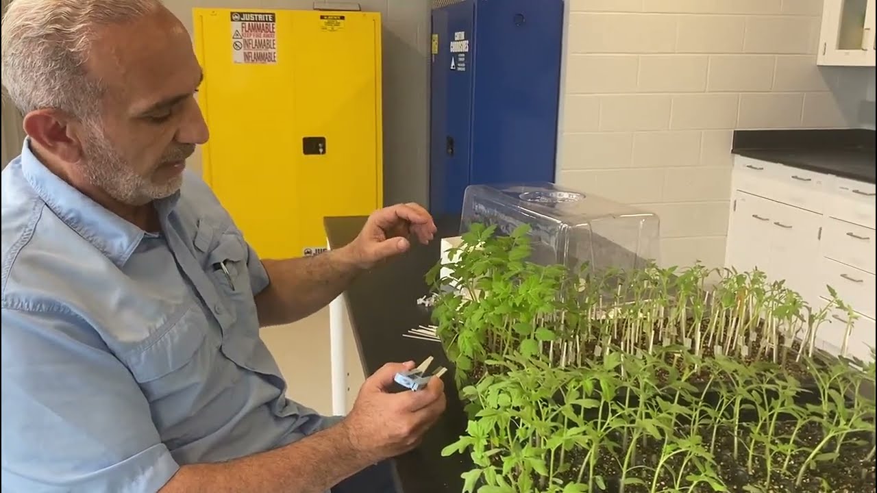 How to Graft Tomato Plants Part 1