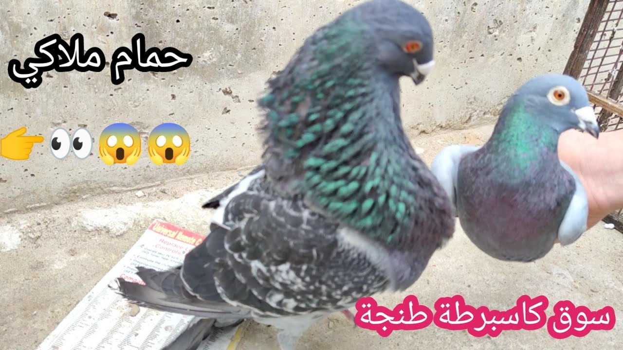 حمام في 🦜 سوق كاسبرطة طنجة لطيور ♥️ palomas 😱de Maroc👉👀❤️ tanger des oiseaux 🇩🇿🇪🇸🇲🇦