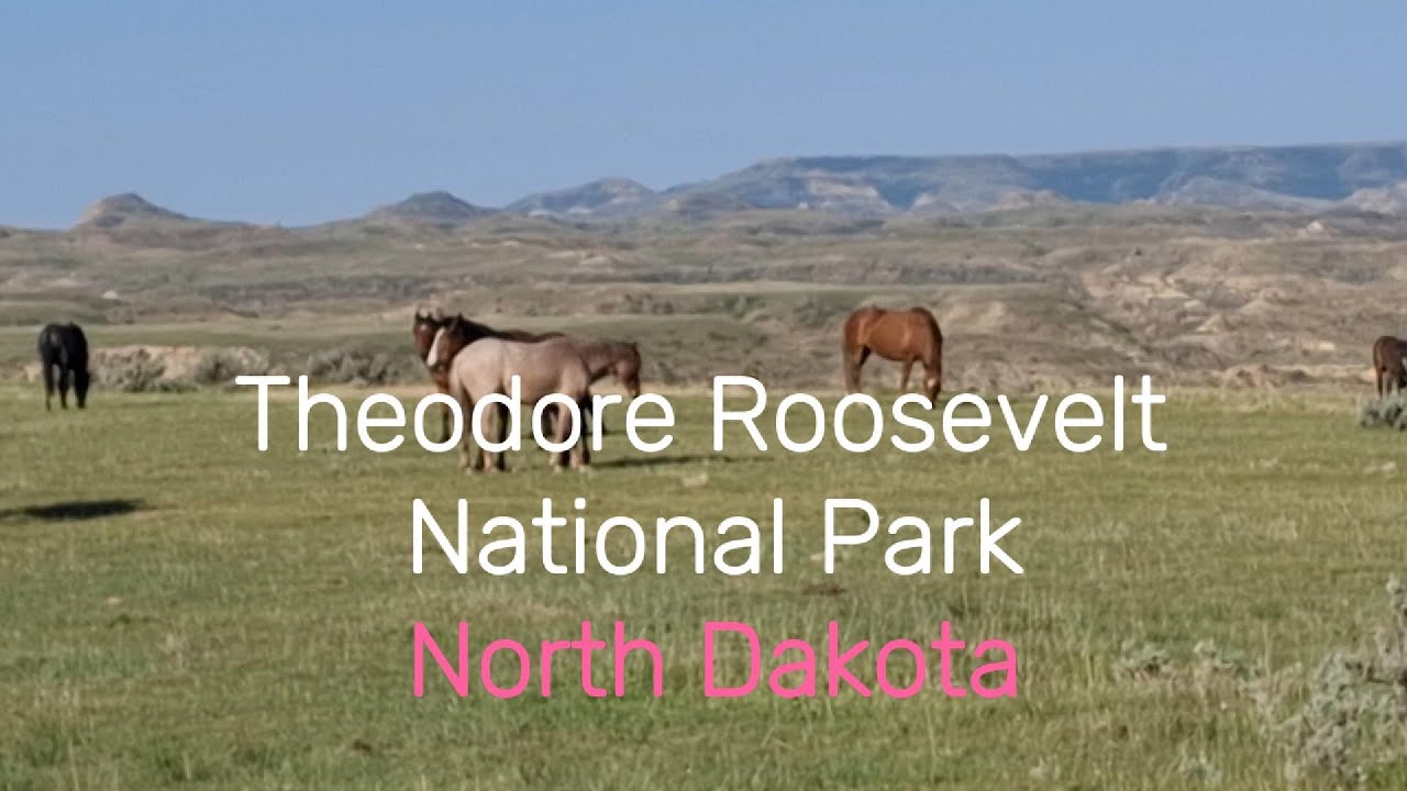 Exploring Roosevelt National Park, North Dakota. Bison, Wild Horses, Cottonwood Campground