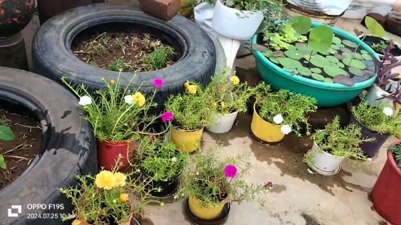 Terrace garden #shadesofvine #garden #nature  #plants