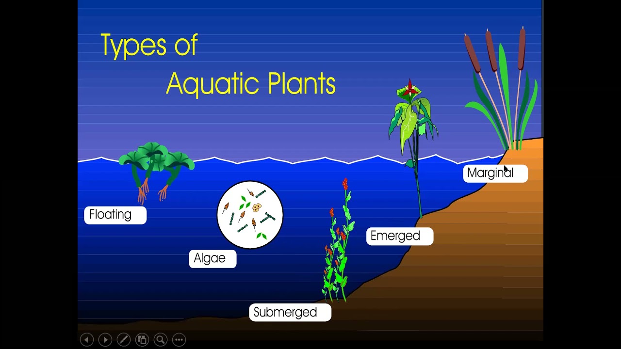 Basics of Pond Management Video MP4