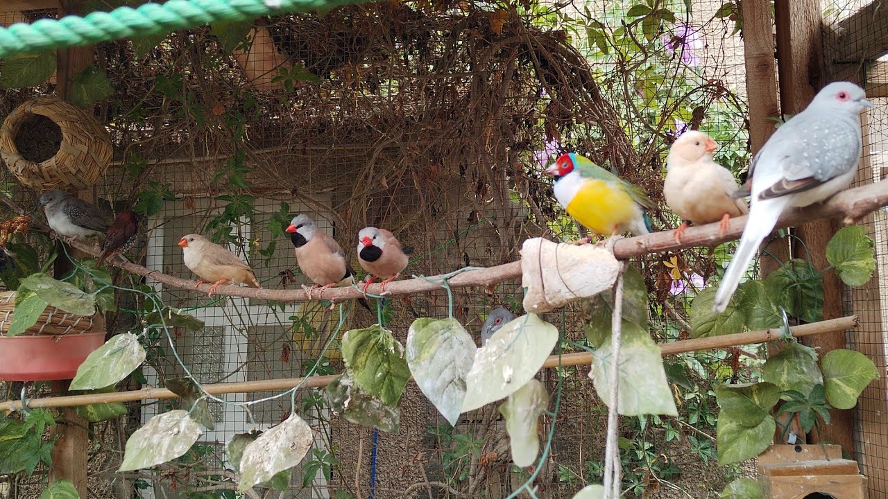 جولة داخل المحمية 🌿 وصورت طيور الحب 🕊