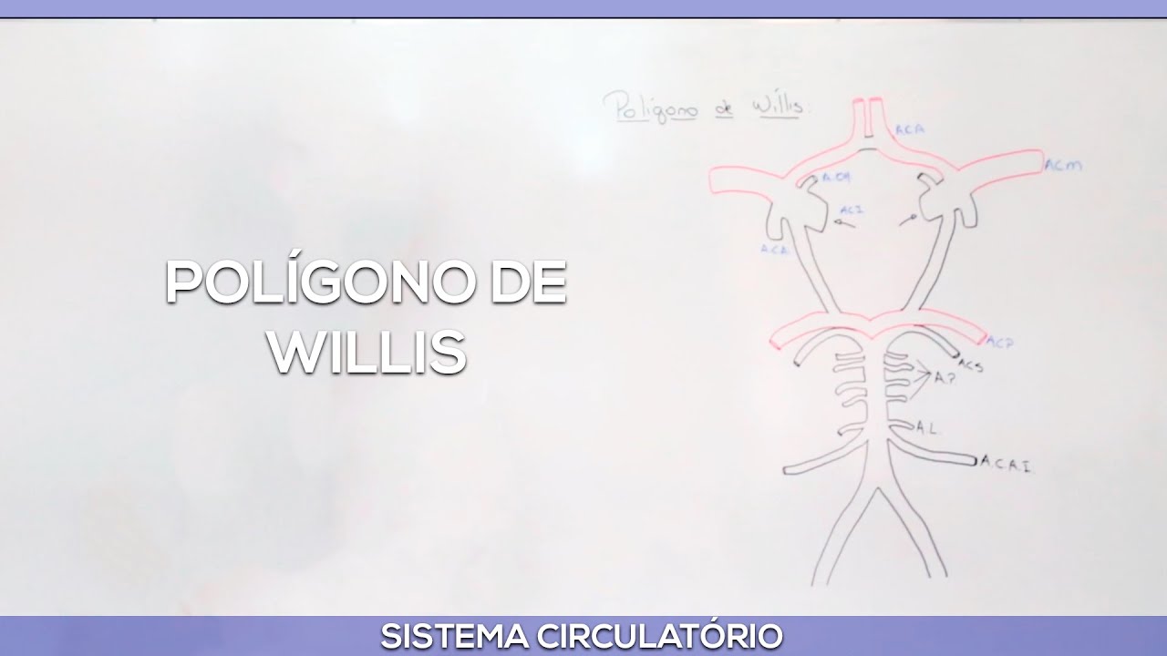 Polígono de Willis: Artérias cerebrais