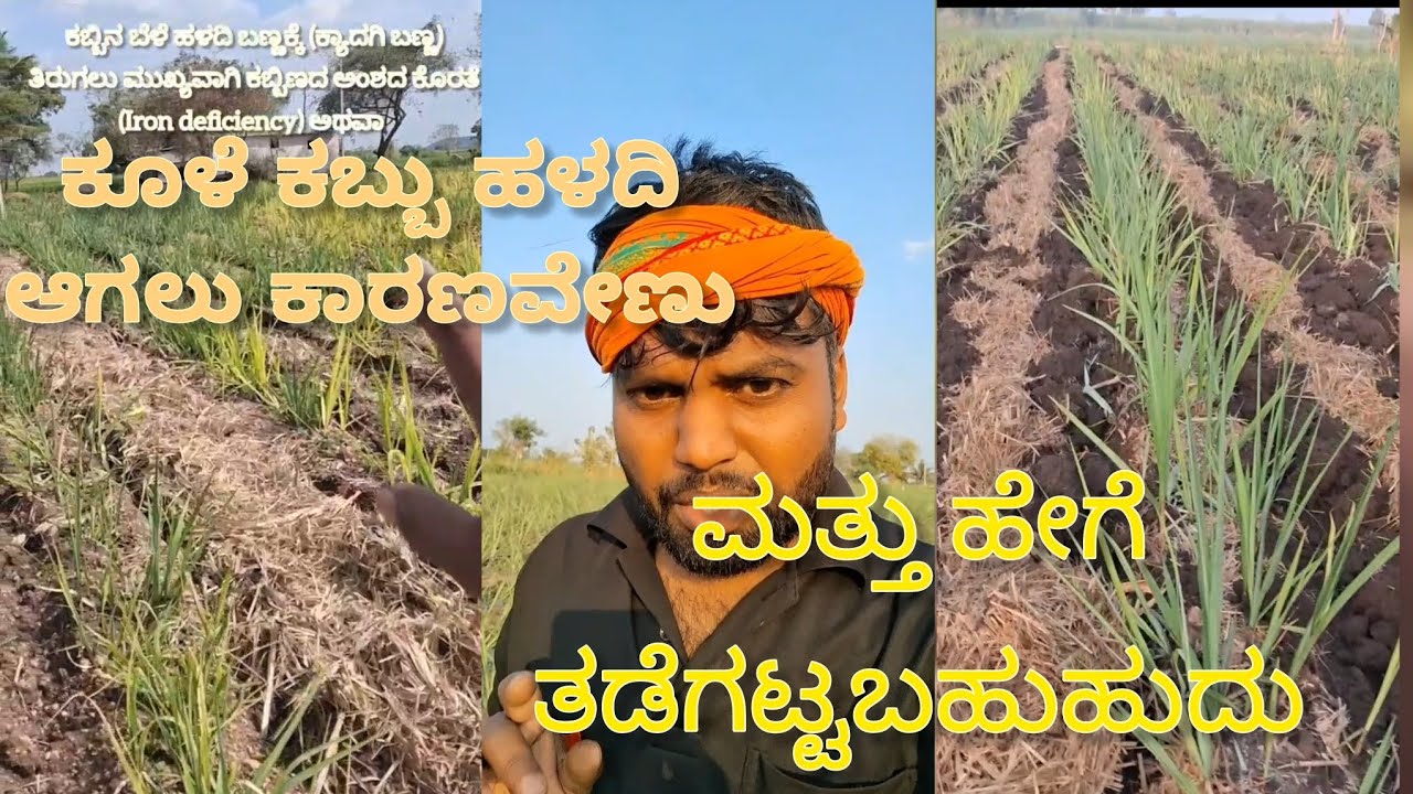 ಕೂಳೆ ಕಬ್ಬು ಹಳದಿಯಗಲು ಕಾರಣ ಮತ್ತು ಕ್ರಮಗಳು 