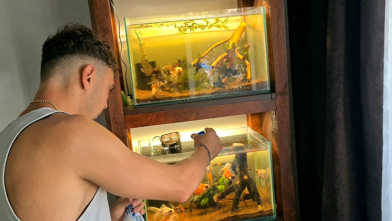 Tur acvarii: Axolotl (și ouă), Arowana 70cm, Pleco 40cm, Carași (depunere), Parrot Convict, Oscar