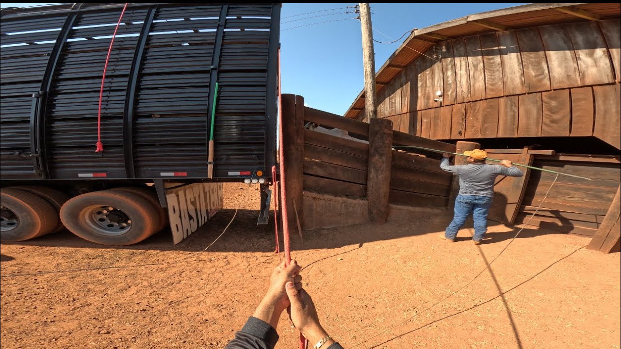 BORA PRA MAIS UM CARREGAMENTO DE BOI GORDO. FAZENDA ZM