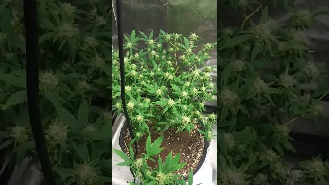ILGM Girl Scout Cookies Extreme update