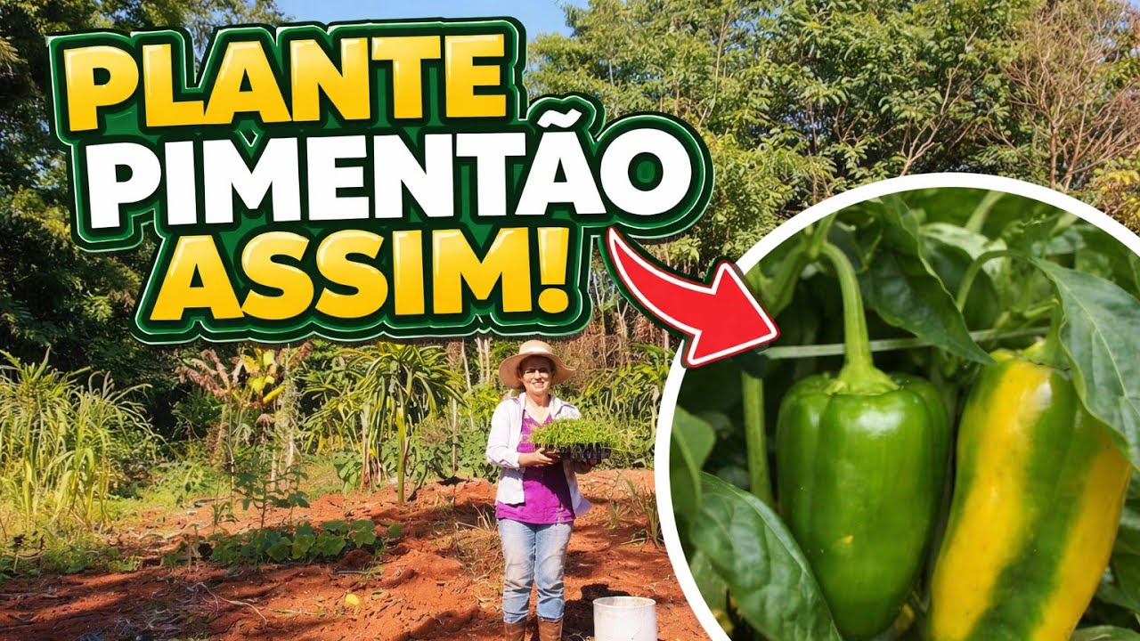 Como Plantar Pimentão da Maneira Correta e de forma simples 