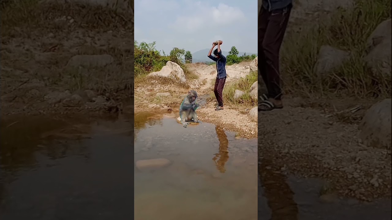 killing monkey#youtubeshorts#viralshort  #shortvideo#monkey killing