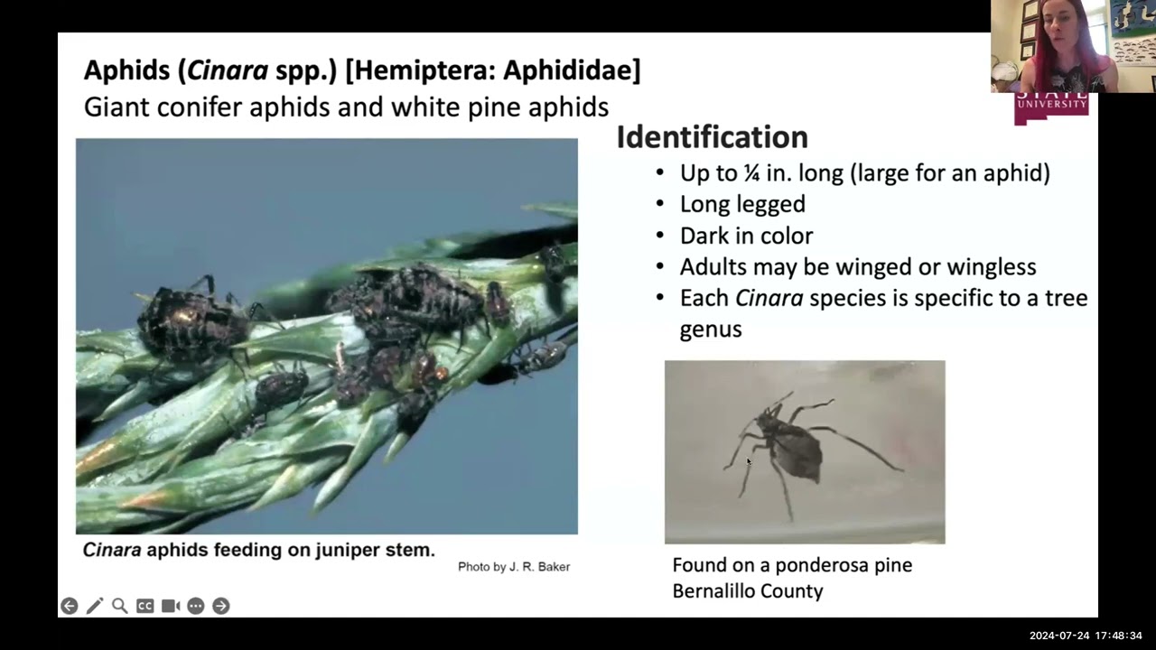 Tree Bugs: The Beneficials and Pests Webinar