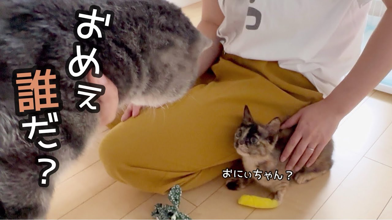 ジョーがさっちゃんの部屋に初めて遊びに行った結果こんな事になるなんて…。