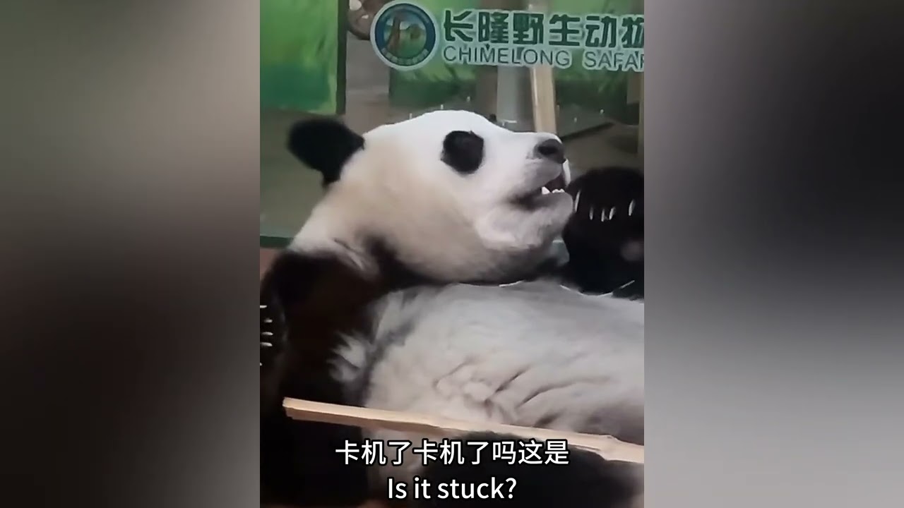 妹珠和媽媽分開吃竹子，妹珠先找竹筍吃，吃完之後開始吃竹竿，標記地板#panda #cutepanda  #熊貓妹珠