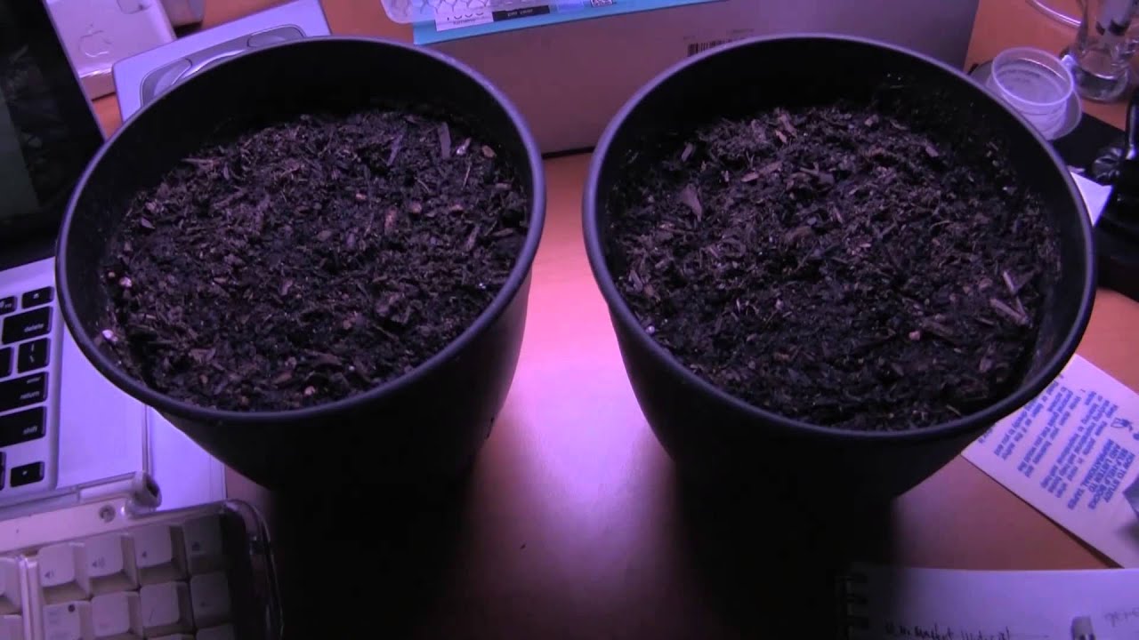 Planted Cannabis Seeds + Rock Wool + Soil + New Heating Rig - budsimple com