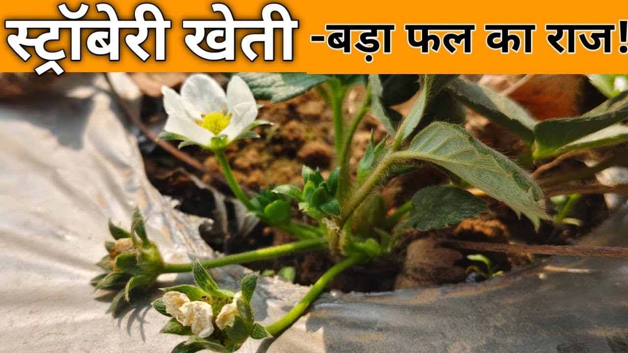 ये Spray नहीं किया तो Strawberry खराब हो जाएगी 😱 | Calcium Boron Truth 