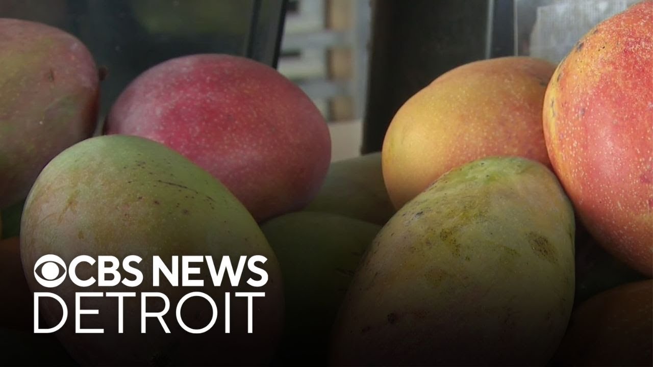 Bartering during Florida's mango season