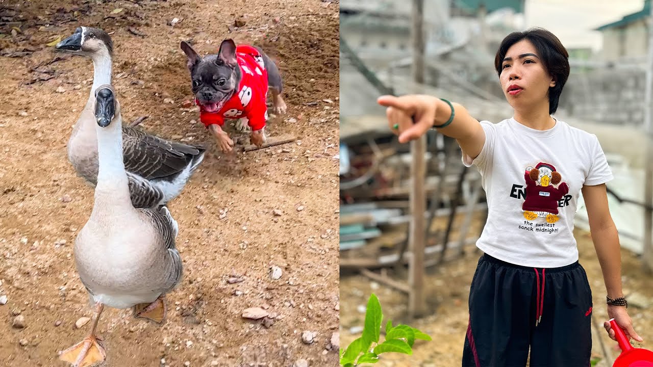 Mun scared her grandmother's geese with her madness