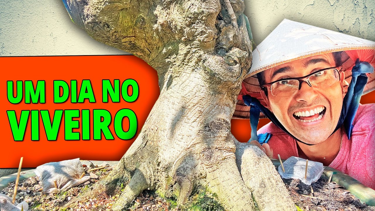 UM DIA DE TRABALHO NO VIVEIRO DE BONSAI #2 (Ficus microcarpa)