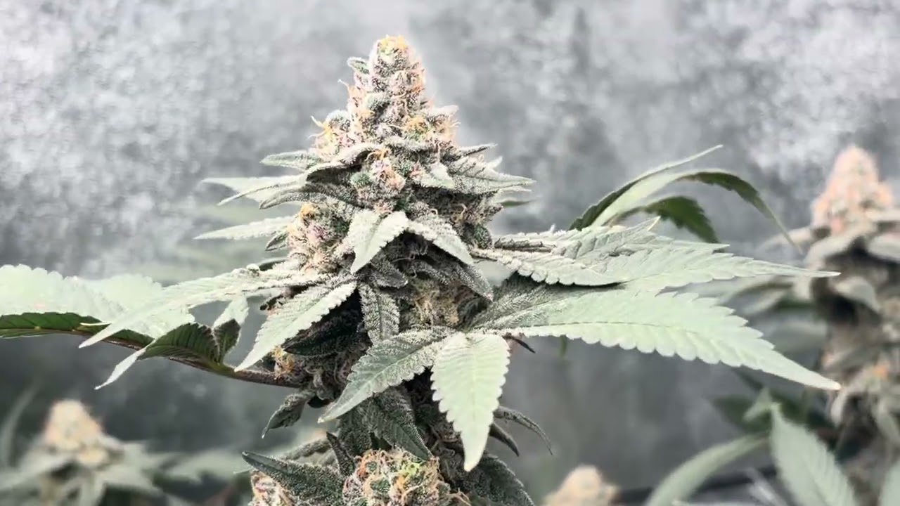 Flowering day 67 ready for chop! Humboldt Purpz, Romscotti and others. 