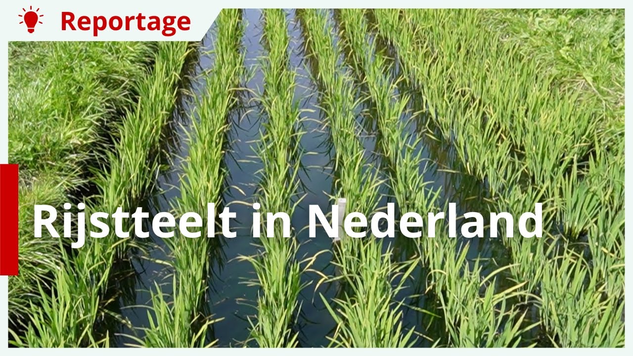 Proef met rijstteelt in Nederlands veengebied