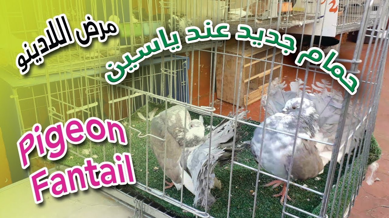حمام جديد و توليعة + علاج مرض الأدينو