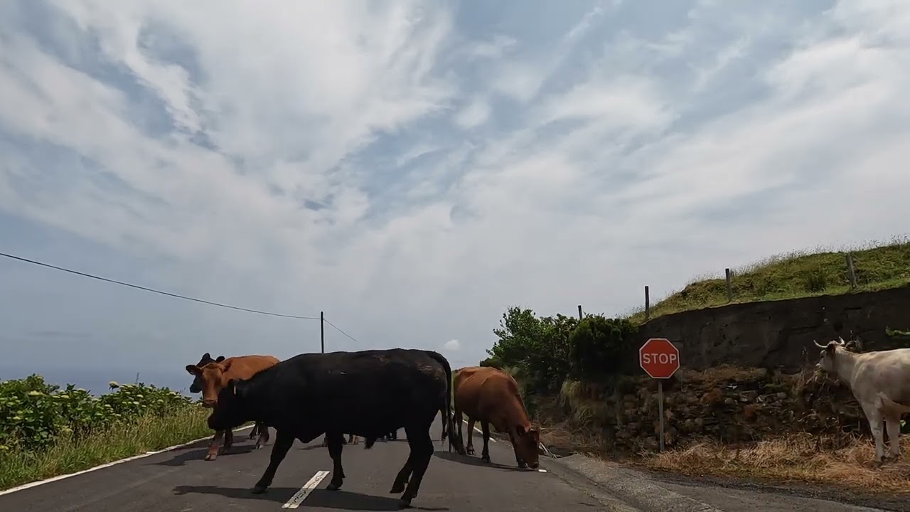 Flores - najzelenší ostrov v Atlantiku / azorske ostrovy / CK Objavuj svet