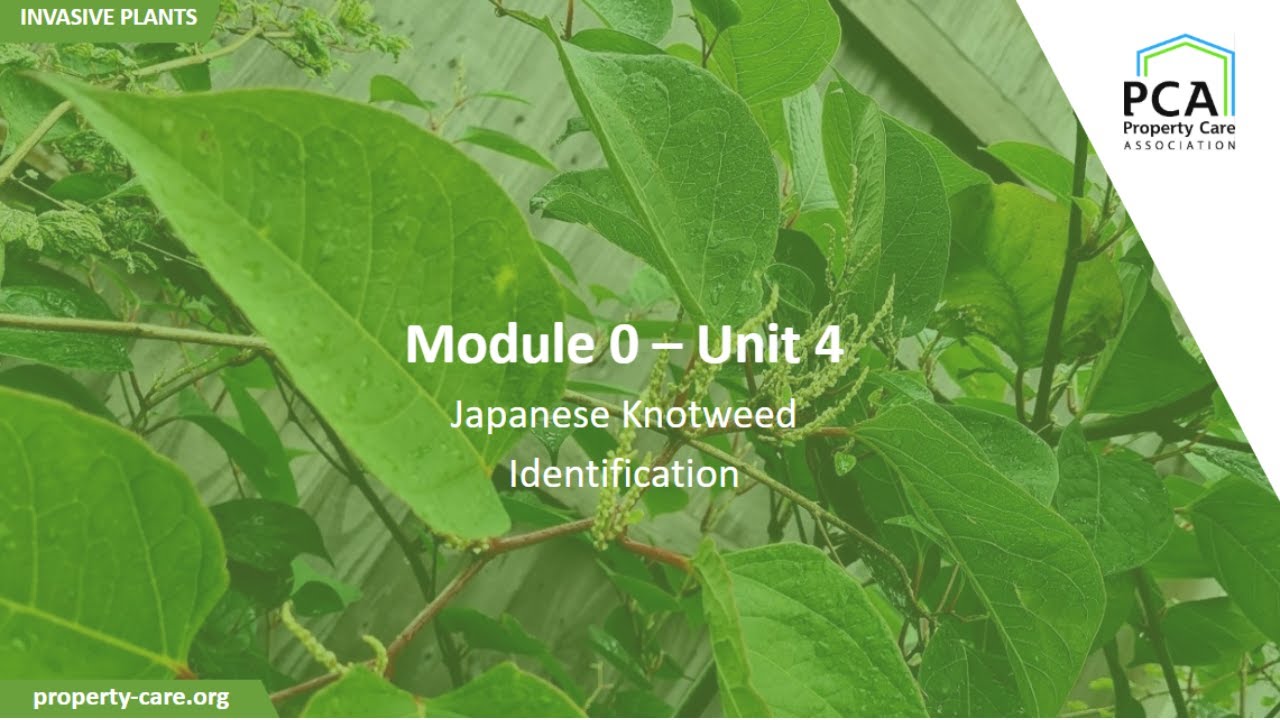 PCA Module 0 - Unit 4: Japanese knotweed identification