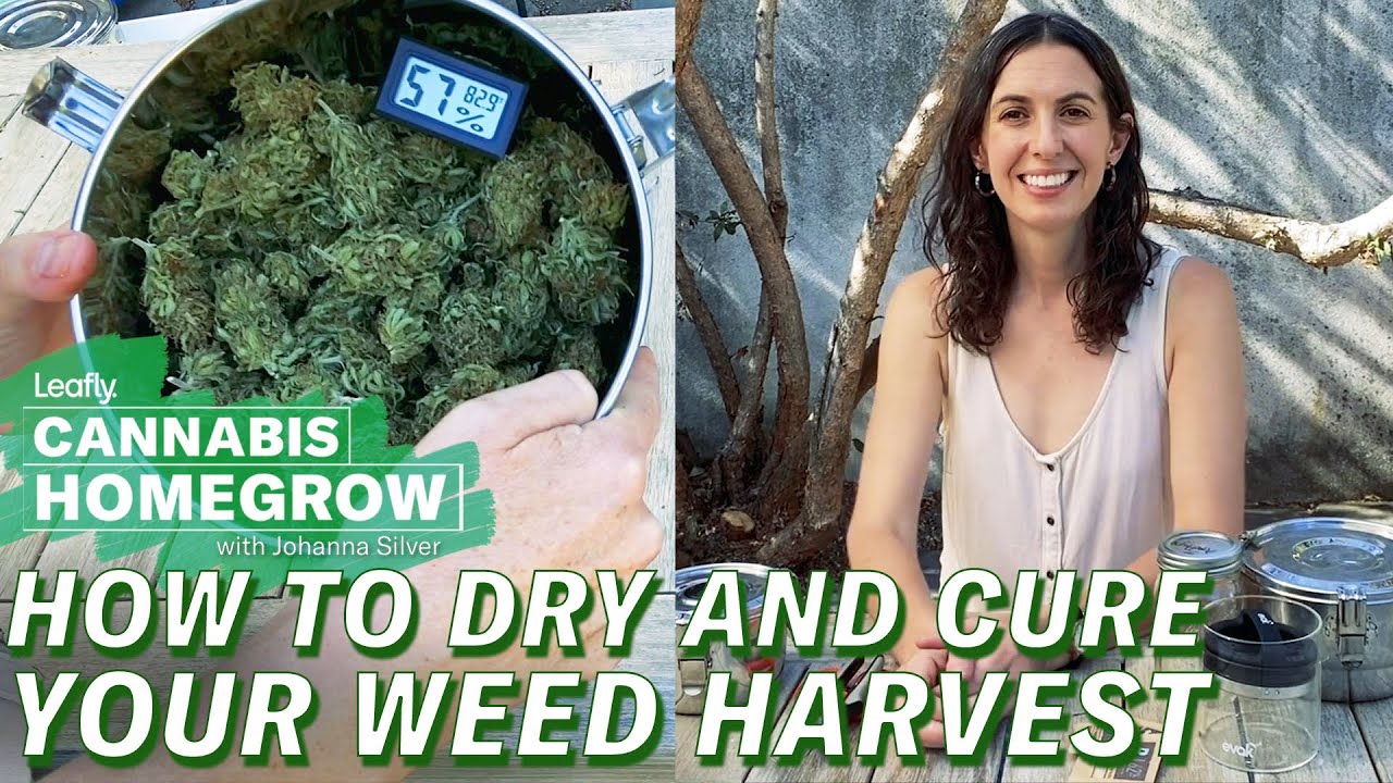 How to dry, cure and store your weed harvest | Leafly Homegrow Series